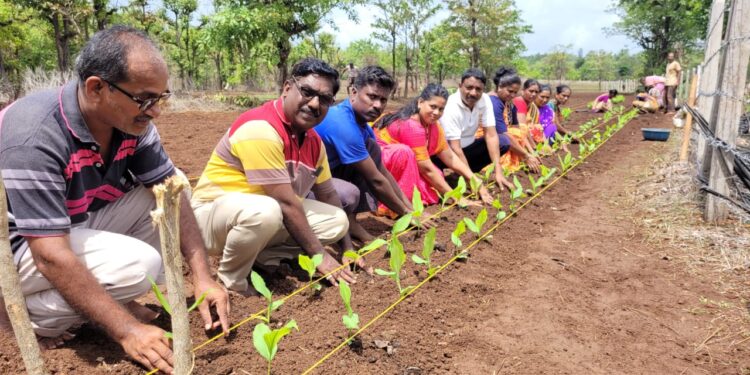 Turmeric Cultivation Project at Madhal