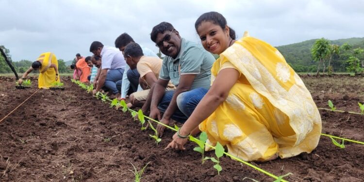 Cultivation of SK-4 Turmeric seedlings at Velamb