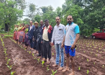 Cultivation of Turmeric in the field of Talwali Agre