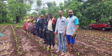 Cultivation of Turmeric in the field of Talwali Agre