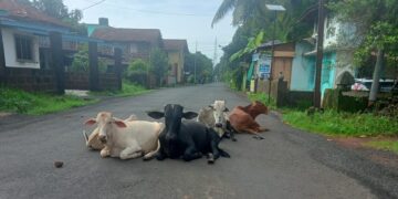 Road accidents due to loose animals