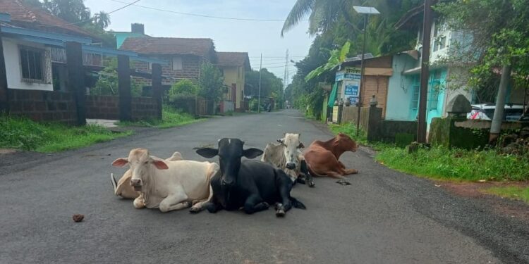 Road accidents due to loose animals