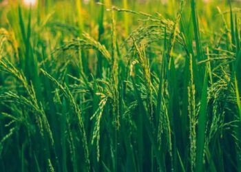 India's first Women's Agricultural College at Chiplun
