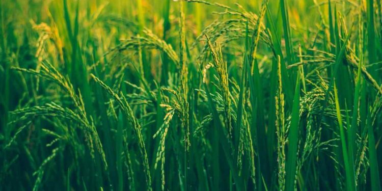 India's first Women's Agricultural College at Chiplun