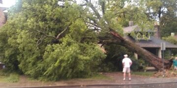 सहकारी गृहनिर्माण संस्थांमधील वृक्ष धोकादायक