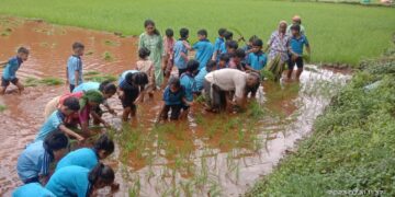 The students planted the rice crop