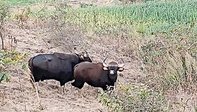 Agricultural damage from wild animals