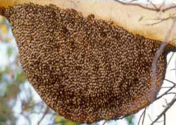 Beekeeping Free Employment Fair