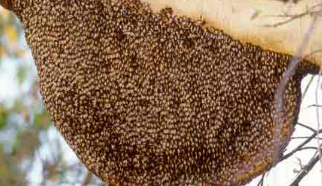 Beekeeping Free Employment Fair