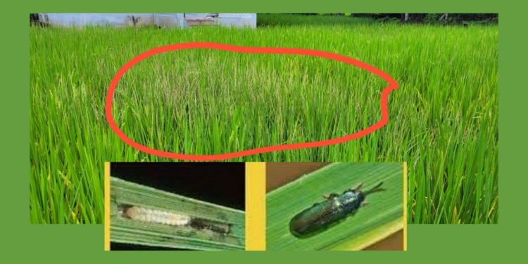 Blue weevil infestation on rice