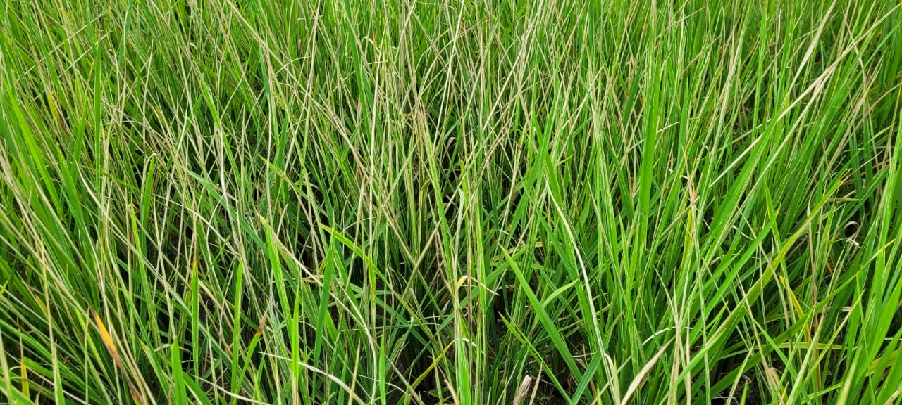 Blue weevil infestation on rice