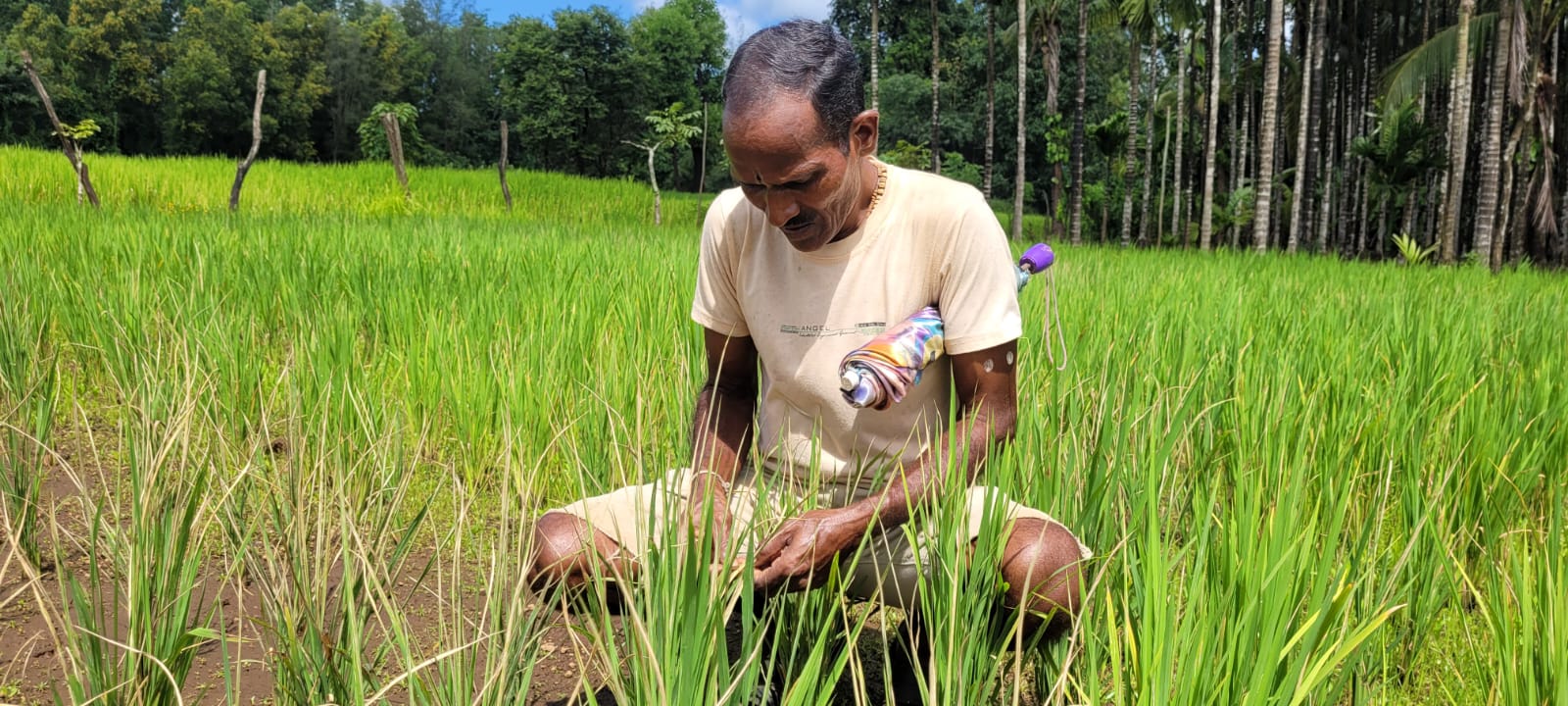 Blue weevil infestation on rice