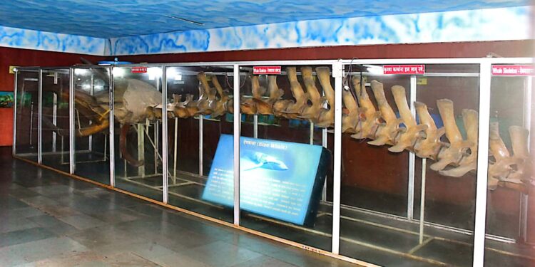 रत्नागिरीतील मत्स्यालय पाहाण्याजोगे