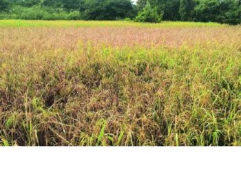 Rice crop in danger due to incessant rains