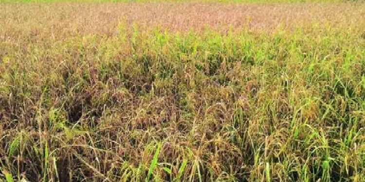 Rice crop in danger due to incessant rains