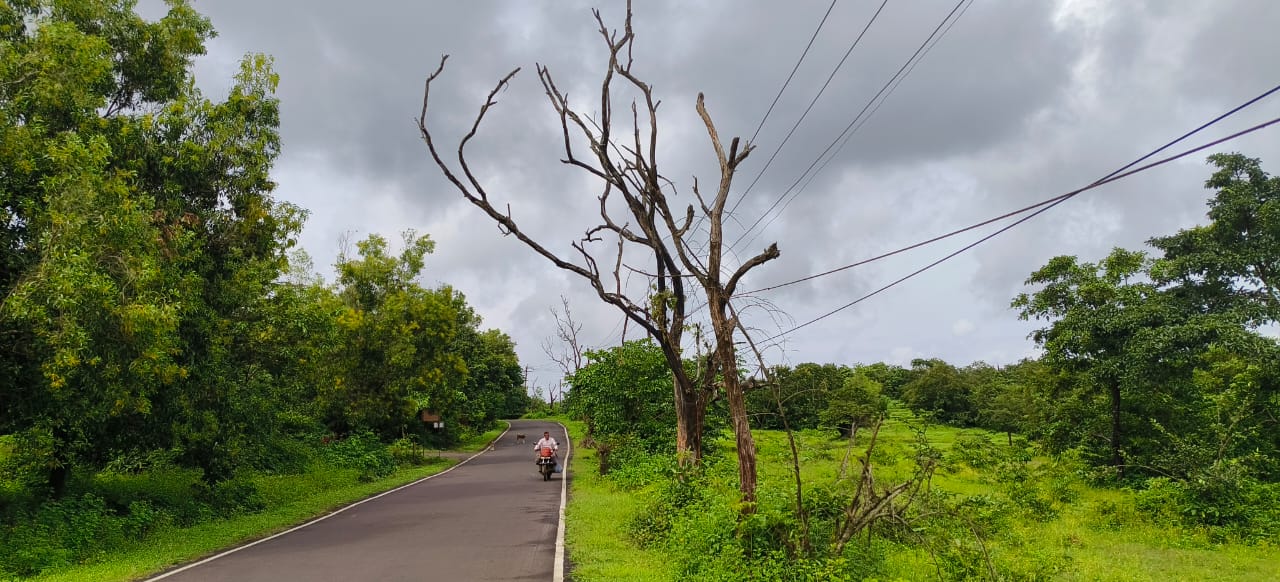 Dangerous trees on the highway should be cut