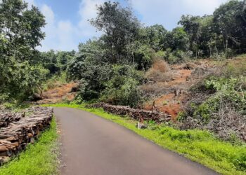 Illegal felling of trees in Chiplun Taluk