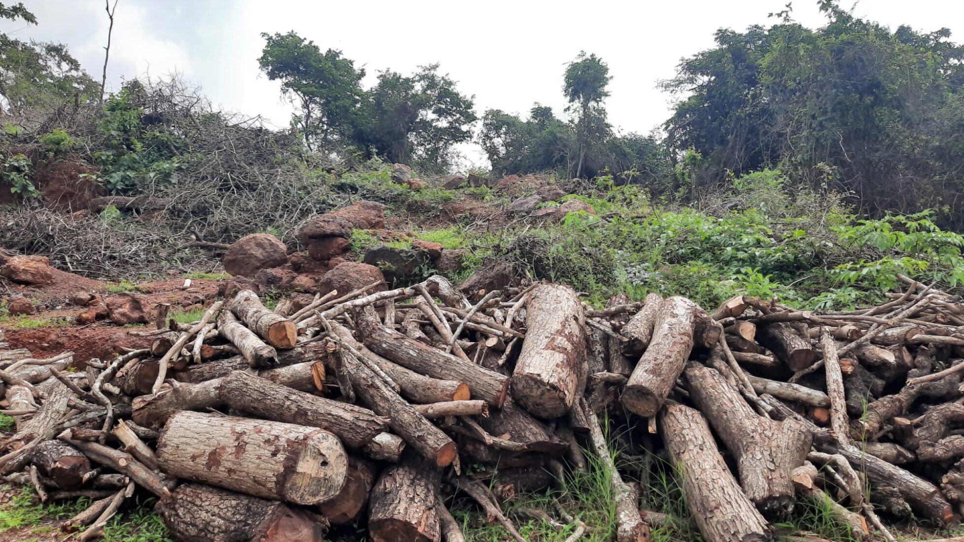 Illegal felling of trees in Chiplun Taluk