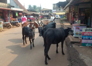 Stray dogs and cattle should be provided for