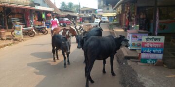 Stray dogs and cattle should be provided for