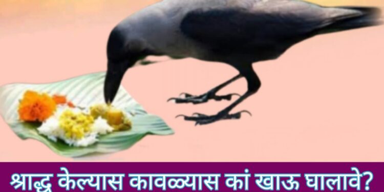 Why crows are fed on Shraddha