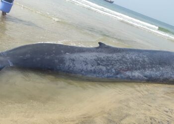 Blue whale fish died in Ganpatipula