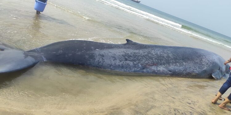 Blue whale fish died in Ganpatipula