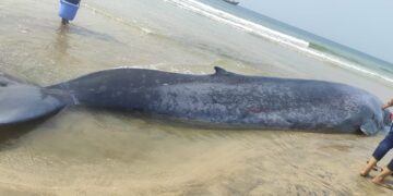 Efforts are being made to save the whales