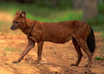 Wild dog sighting in Guhagar area