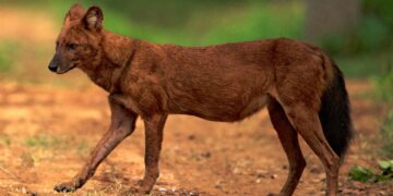 Wild dog sighting in Guhagar area