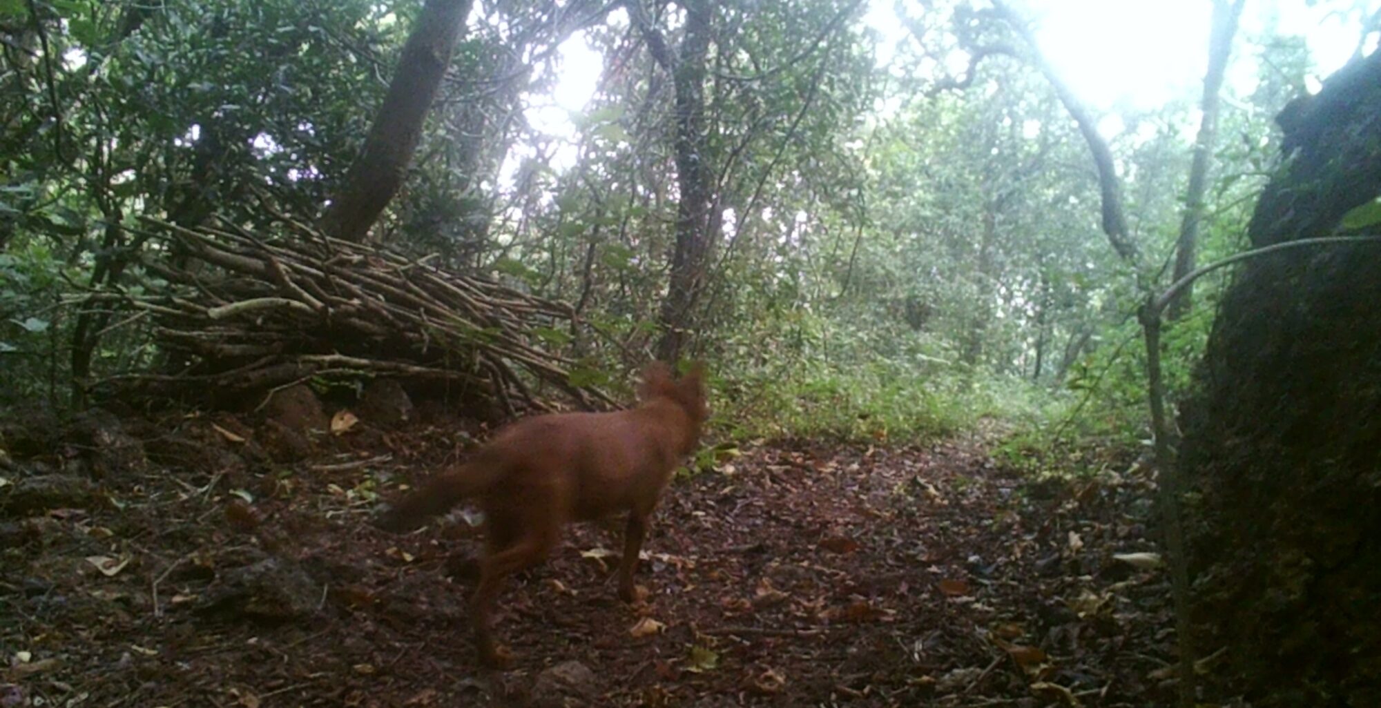 Wild dog sighting in Guhagar area