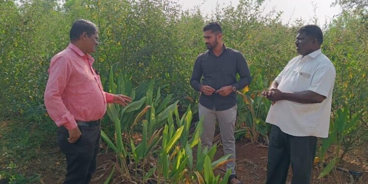 Konkan Agricultural University visit to Turmeric plot
