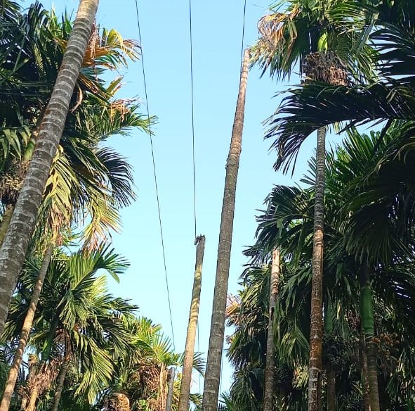 Mahavitran neglect of rusty poles