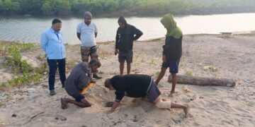 Turtle conservation in Guhagar