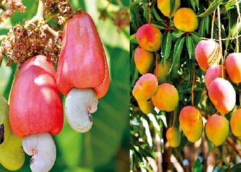 Damage to fruit crop due to cloudy weather