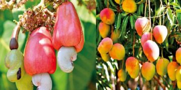 Damage to fruit crop due to cloudy weather