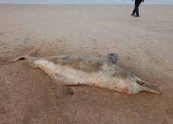 Dead dolphin fish was found on the beach of Guhagar