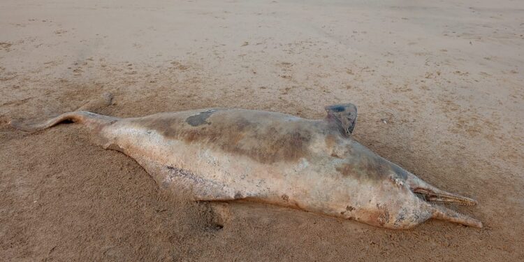 Dead dolphin fish was found on the beach of Guhagar