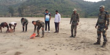 Sea turtle hatchlings at Guhagar