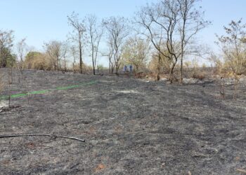 Garden was burnt in the fire