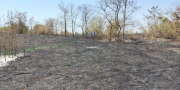 Garden was burnt in the fire