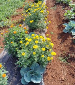Organic farming experiment successful