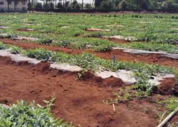 Organic farming experiment successful