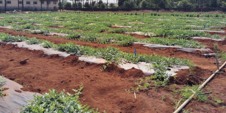 Organic farming experiment successful