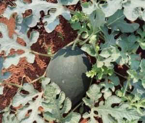 Organic farming experiment successful