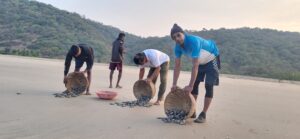 Olive Ridley turtle tagging report