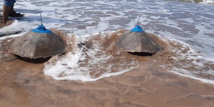 Olive Ridley turtle tagging report