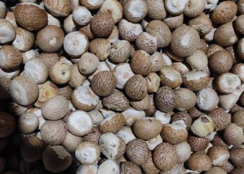 Include betel nut in the orchard planting plan