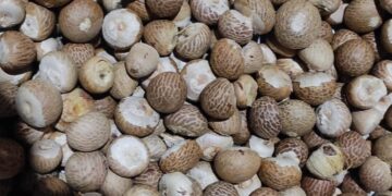 Include betel nut in the orchard planting plan