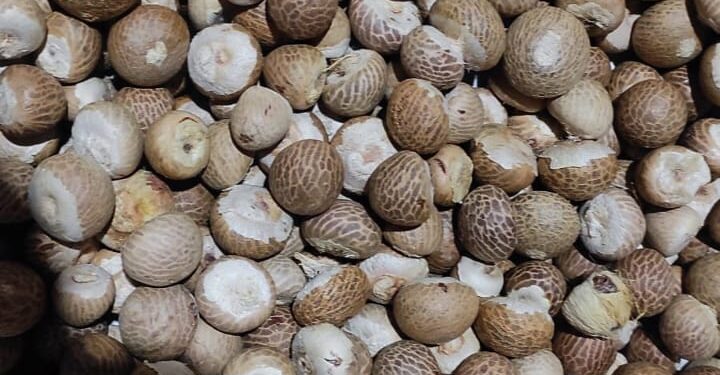 Include betel nut in the orchard planting plan